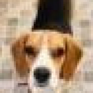 Black and Brown Male Beagle Dog is Missing from Jagatpura, Jaipur