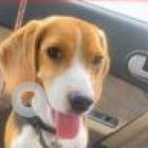Black and Brown Male Beagle Dog is Missing from Jagatpura, Jaipur-2