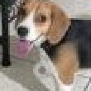Black and Brown Male Beagle Dog is Missing from Jagatpura, Jaipur-3