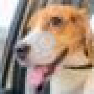 Black and Brown Male Beagle Dog is Missing from Jagatpura, Jaipur-4