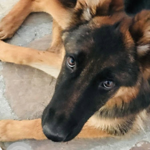 Missing: Black and Brown Male German Shepherd Dog from Haldwani, Uttarakhand-2