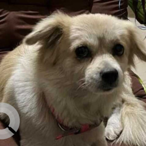 Missing: White Female Culture Spitz Dog from Jajori, Assam