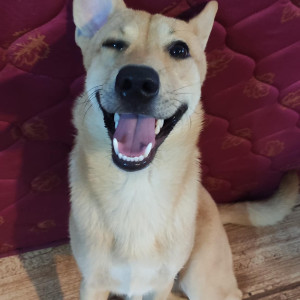 Missing: Brown Male Indie Dog from Silicon tree apartments, AECS layout block B, Singasandra-2