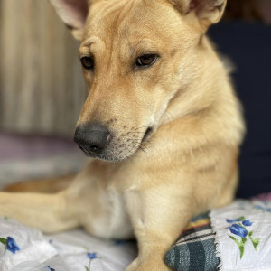 Missing: Brown Male Indie Dog from Silicon tree apartments, AECS layout block B, Singasandra-3