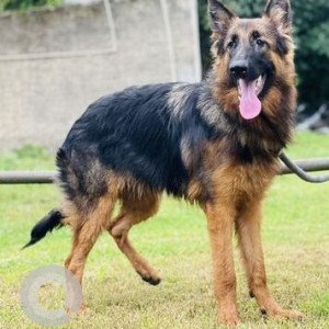 Missing: Black and Brown Female German Shepherd Dog from Aundh Gaon