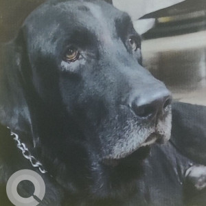 Missing: Black Male Labrador Dog from VR Mall