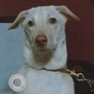 Missing: White Male Labrador Dog from T Nagar, Somasundaram Ground