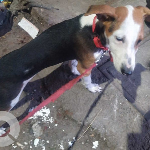 Found: Black and Brown Male Indie Dog from A.P road, Chennai