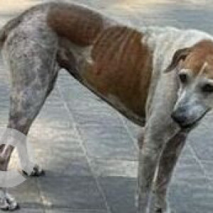 Missing: White-Brown Mix Female Indie Dog from Juhu, Birla Lane-2