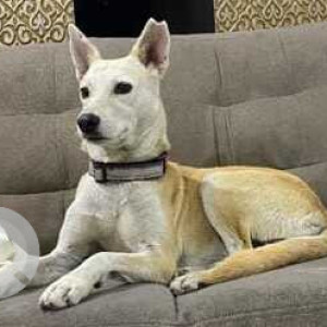 Missing: White Female Indie Dog from Baner/Balewadi