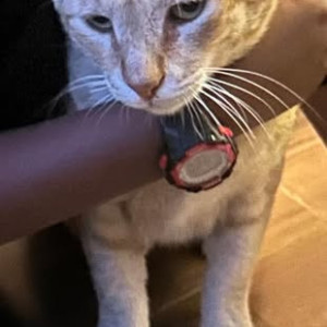 Missing: Orange Male Ginger cat Cat from Whitefield pet hospital