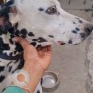 Missing: Black and White Male Dalmatian Dog from Bachupally, Pragati Nagar