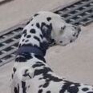 Missing: Black and White Male Dalmatian Dog from Bachupally, Pragati Nagar-2