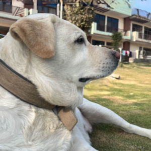 White Female Labrador Dog is Found from Delhi NCR