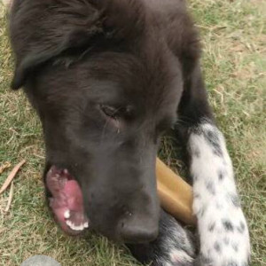 Missing: Black Male Indie Dog from Kodi or Chhorepatan