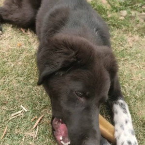 Missing: Black Male Indie Dog from Kodi or Chhorepatan-2