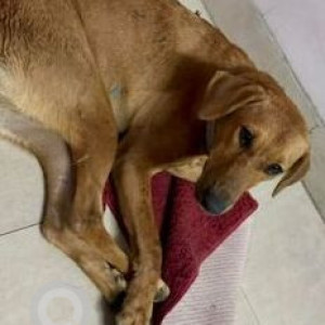 Missing: Brown Female Indie Dog from PD block Pitampura