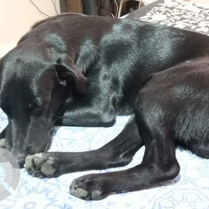 Missing: Black Male Labrador Dog from Suratgarh (Shri Ganganagar)-3