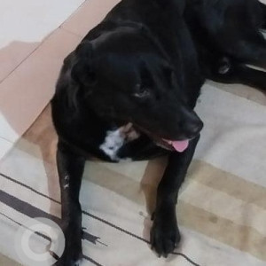 Missing: Black Male Labrador Dog from Suratgarh (Shri Ganganagar)-2