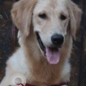 Missing: White Female Labrador Dog from New Indira Nagar near Thane Railway Station, opposite Laxmi Niwas Building, Thane East Kopri-2