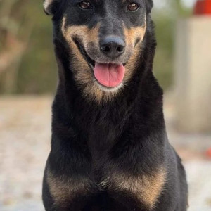 Black Female Indie Dog is Missing from Kanchan galli entrance