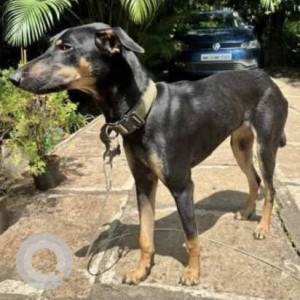 Missing: Black and Brown Female Indie Dog from Arde Gate, Pashan, Pune-2