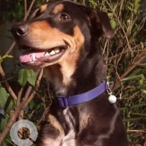 Missing: Black and Brown Male Indie Dog from BSK 3rd Stage, Ittumadu-2