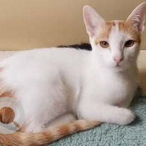 A White-Brown Mix Indie Cat Missing from Zone 4, Mumbai