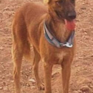 A Brown Indie Dog Missing from Kothrud, Pune-2