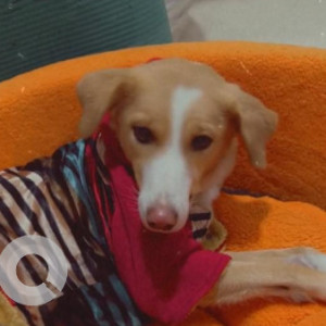 White-Brown Mix Female Indie Dog is Missing from La lagune, Sector 54, Gurgaon