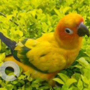 A Orange Sunconure Bird Missing from Neelasandra, Bengaluru