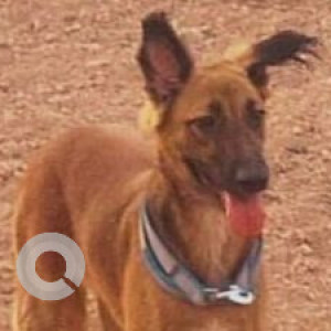 A Brown Indie Dog Missing from Kothrud, Pune
