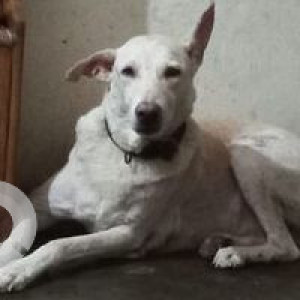 Missing: White Male Indie Dog from Temurnagar, near Gurudwara