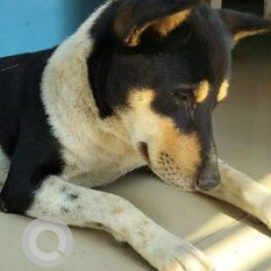 Missing: Black and White Male Indie Dog from Masjid Gali,  Birubari Bazar