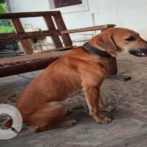 Missing: Brown Male Indie Dog from Vaddo, Arpora, Bardez, Goa