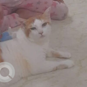 Missing: White-Brown Mix Female Indie Cat from Masalavala building, Mogul lane Mahim west