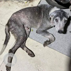 Missing: White and Grey Male Indie Dog from Malad West, Chincholi Fatak - Pawan baug - Witty international school - R S collage on S V road-2