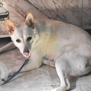 Missing: White Female Pomeranian Dog from SP Circle, Mahila Police Station
