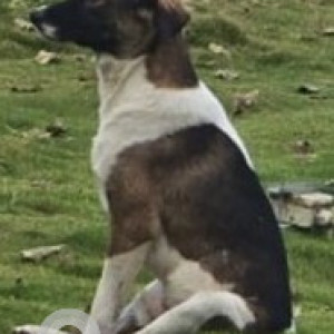 A White-Brown Mix Indie Dog Missing from Talwade, Pimpri Chinchwad-3