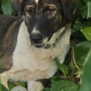A White-Brown Mix Indie Dog Missing from Talwade, Pimpri Chinchwad-2
