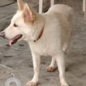 A White Pomeranian mix Dog Missing from Krishna Reddy Pet, Hyderabad