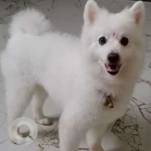 Missing: White Male Pomeranian Dog from Shirke, Kengeri