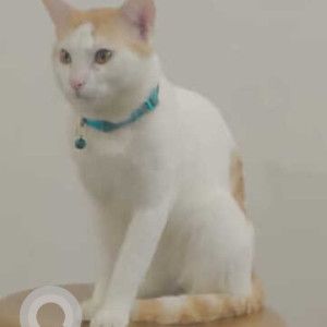 Missing: White Male Indie Cat from Camp Area-2