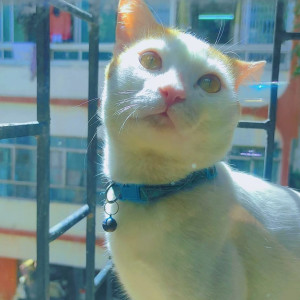 Missing: White Male Indie Cat from Camp Area