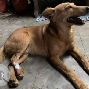 Missing: Brown Male Indie Dog from Alankar police station, Pratidnya hall