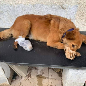 Missing: Brown Male Indie Dog from Alankar police station, Pratidnya hall-2