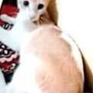 Missing: White-Brown Mix Male Indie Cat from A-Type, Sector 13, New Panvel-2