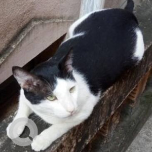 Missing: Black and White Male Indie Cat from 5th Avenue, Banu Nagar, Pudur-2