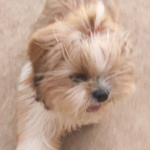 Missing: White-Brown Mix Male Shih Tzu Dog from Changiri Davangere-3