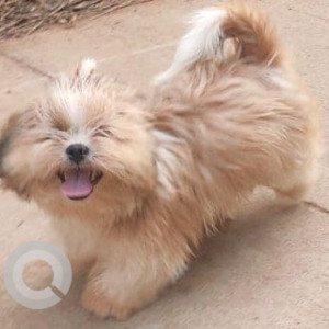 Missing: White-Brown Mix Male Shih Tzu Dog from Changiri Davangere